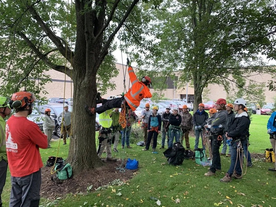 Wellner Arboriculture tree service project