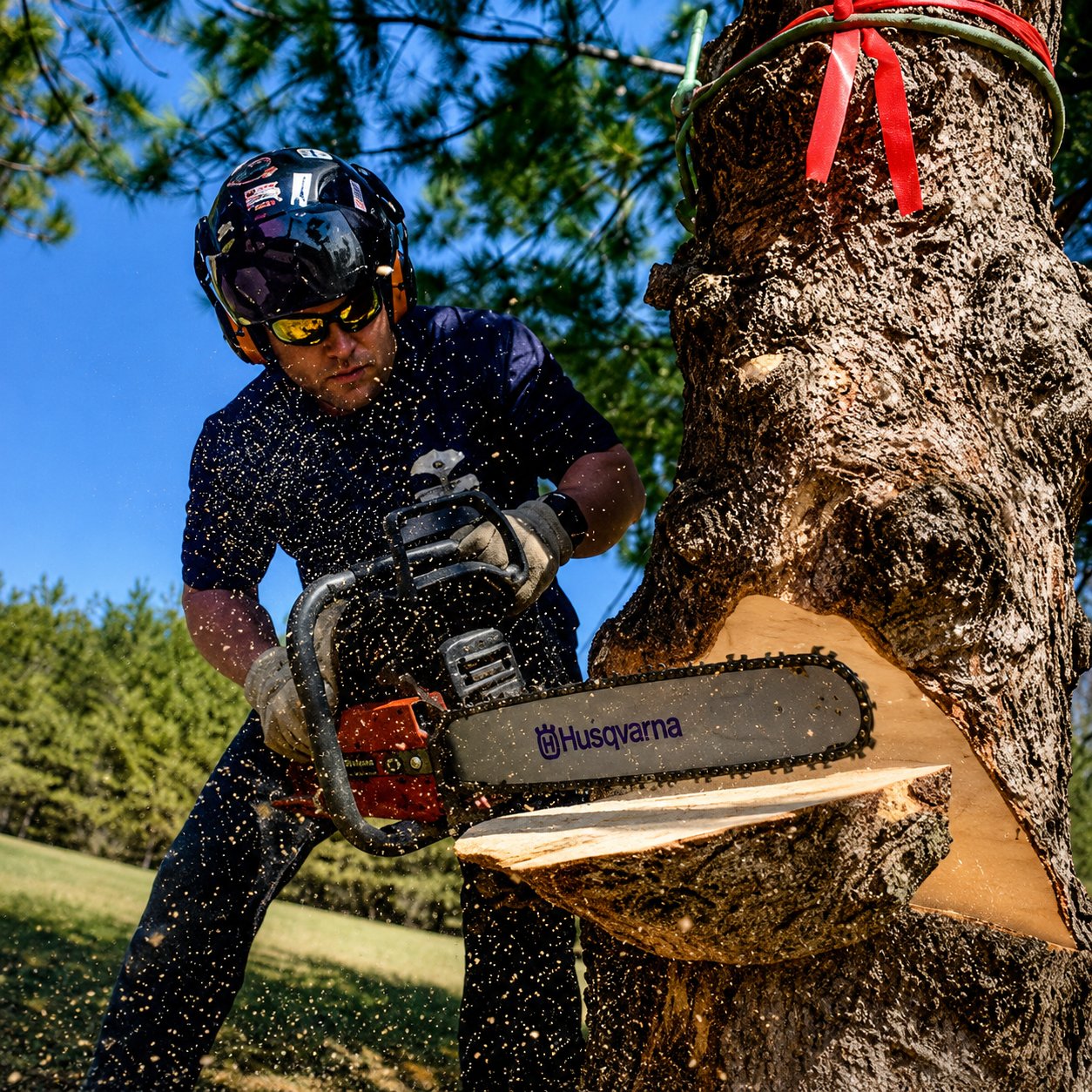 Certified arborist removing a tree